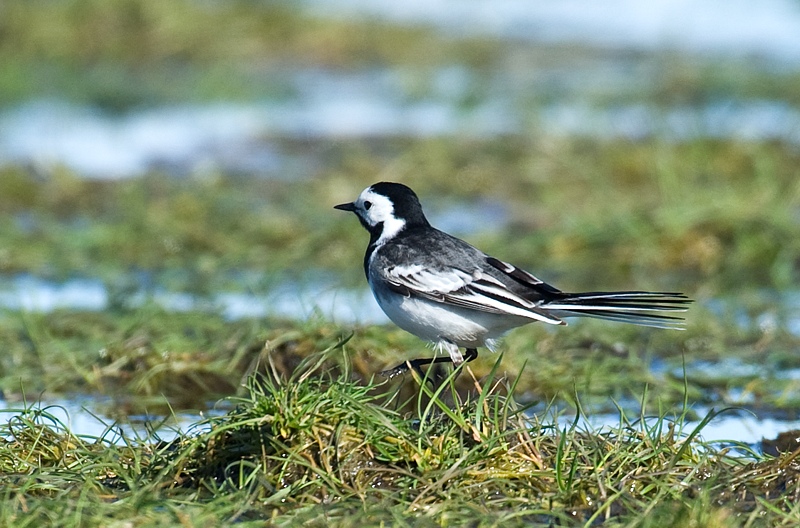 Svartryggerle - White wagtail (Motacilla alba yarrellii) hunn.jpg